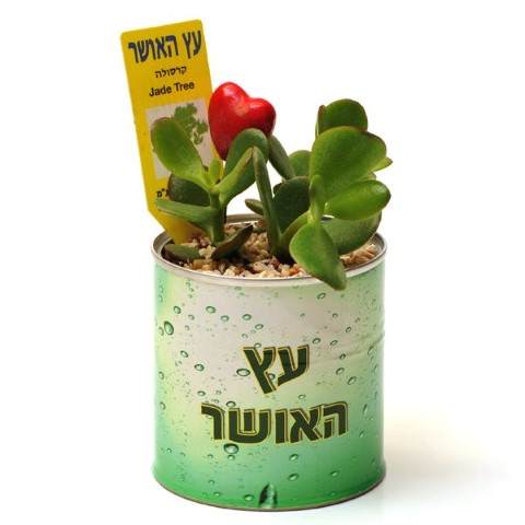 עציצים בפחית ממותגת